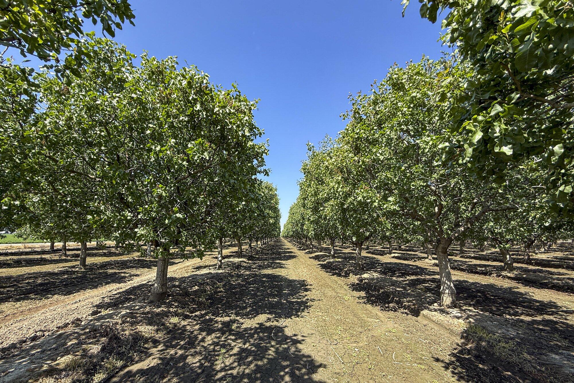 14818 Flint Ave, Hanford, CA 93230